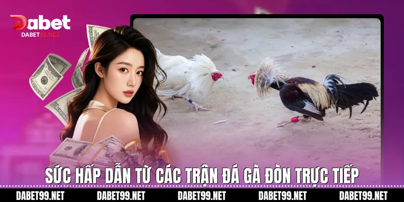 Sức hấp dẫn từ các trận đá gà đòn trực tiếp